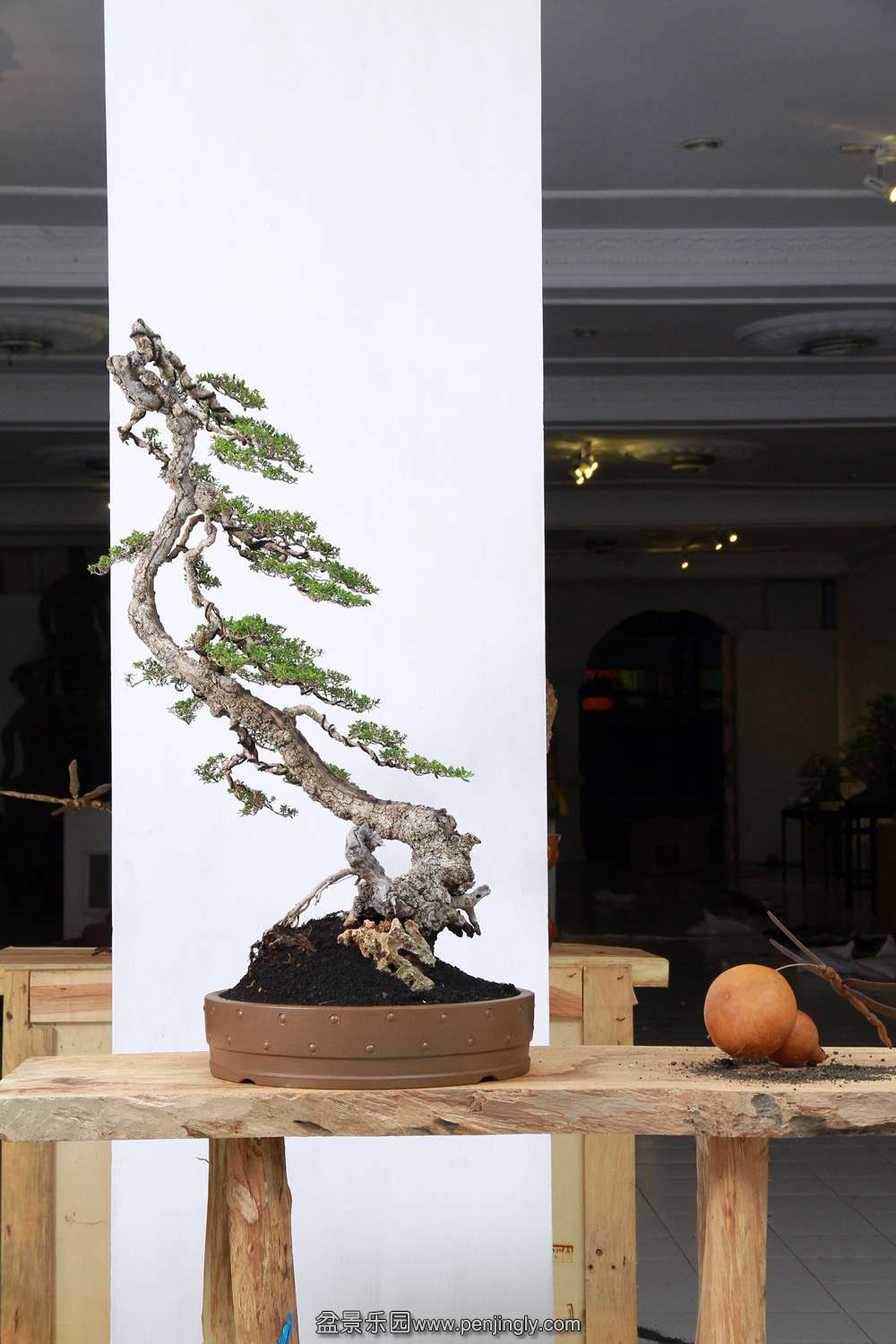 HR_149Bonsai.JPG