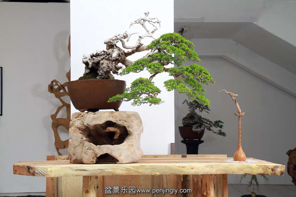 HR_150Bonsai.JPG
