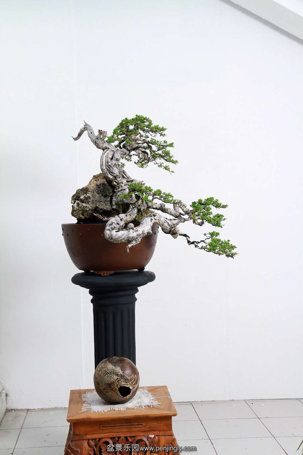 HR_151Bonsai.JPG