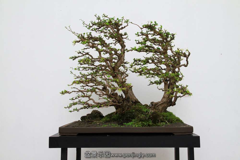 HR_205Bonsai.JPG