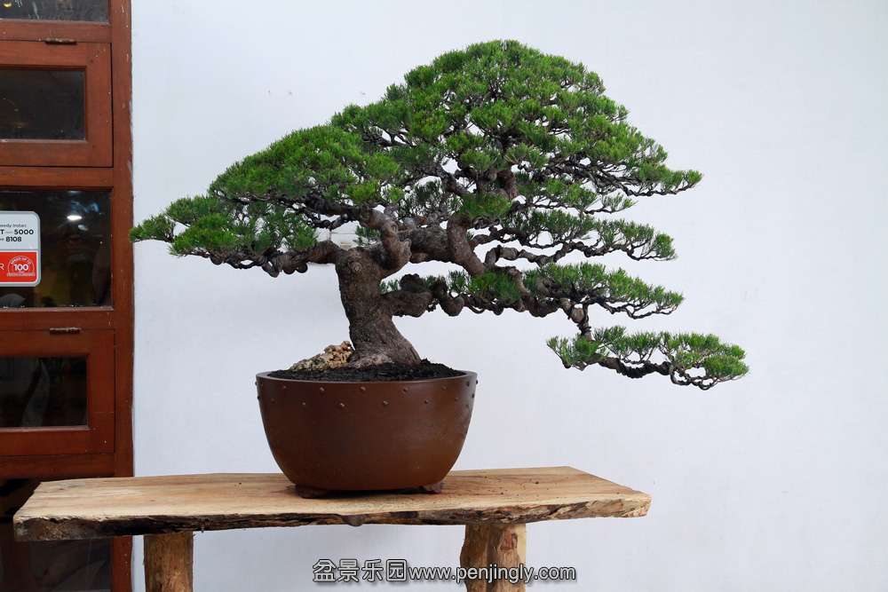 HR_162Bonsai.JPG