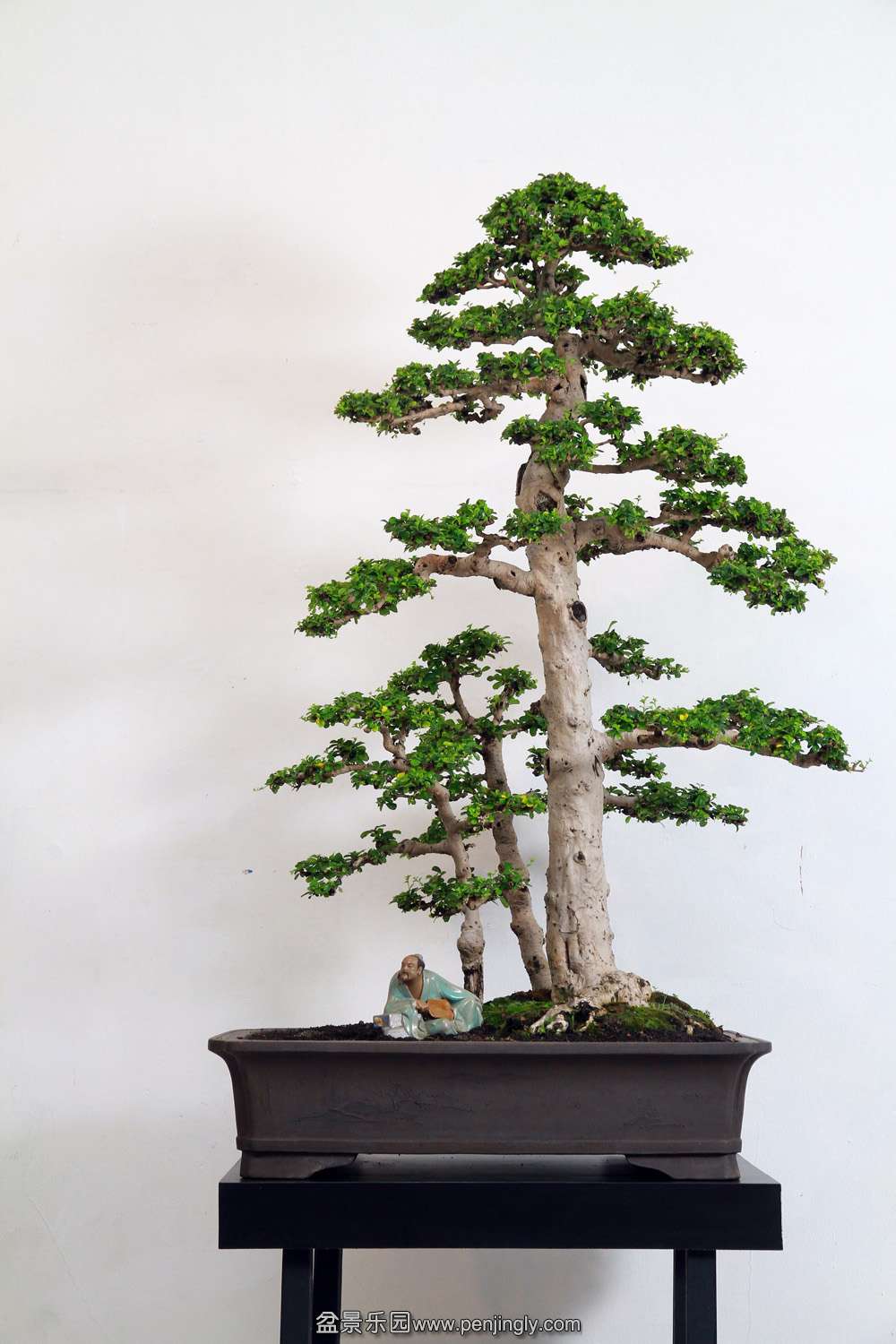 HR_164Bonsai.JPG