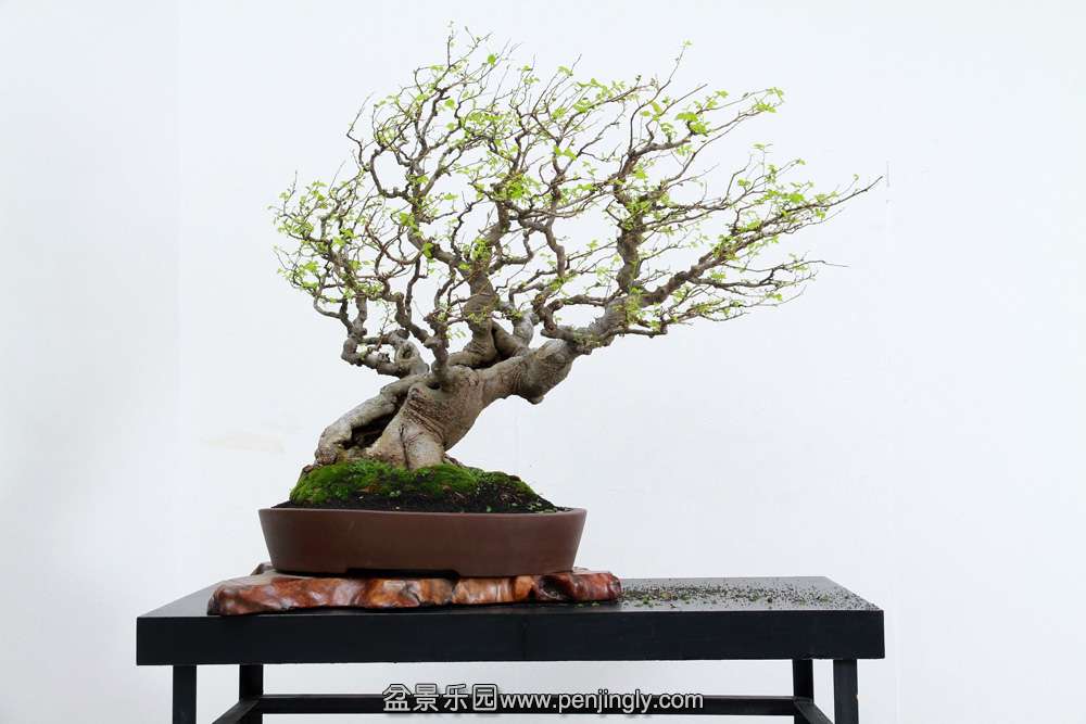 HR_169Bonsai.JPG