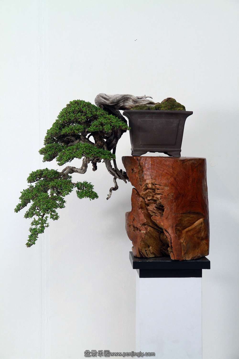 HR_180Bonsai.JPG