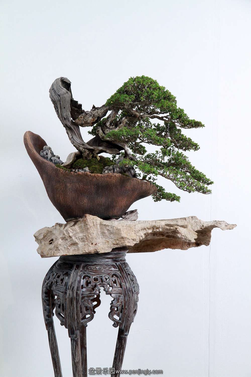 HR_181Bonsai.JPG