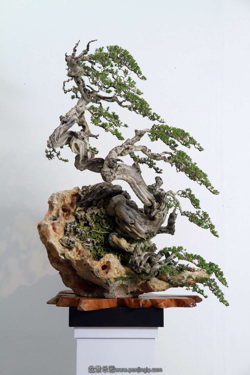 HR_183Bonsai.JPG