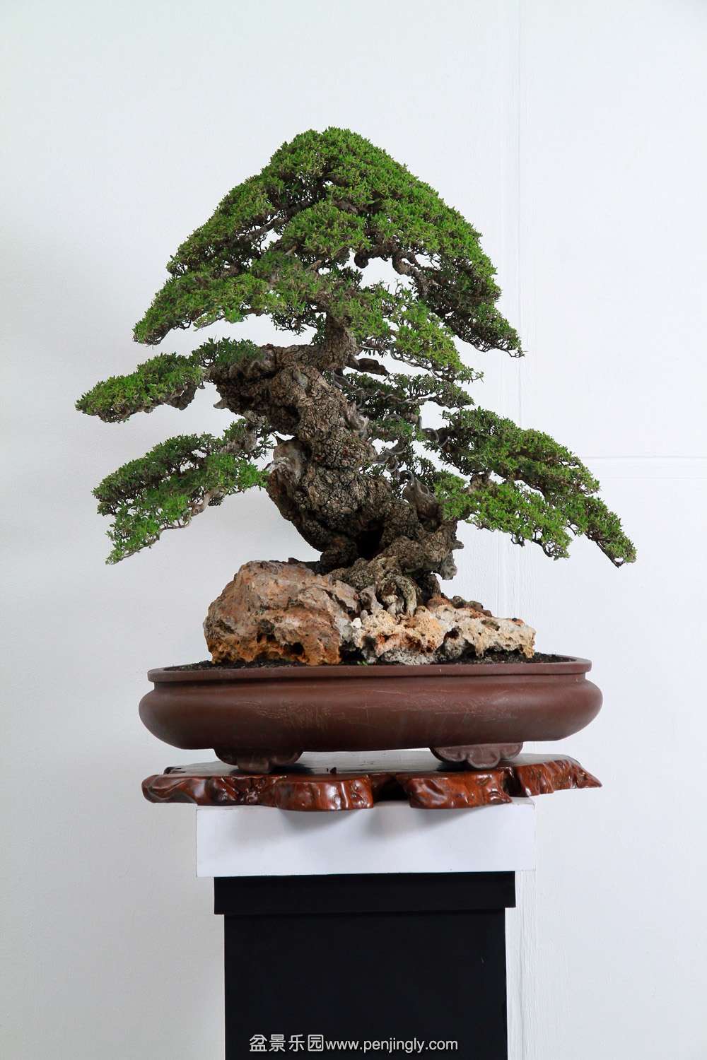 HR_185Bonsai.JPG