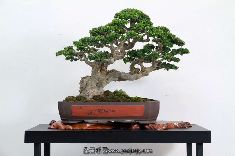 HR_192Bonsai.JPG