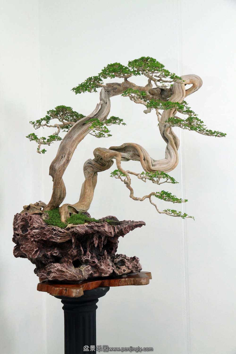 HR_193Bonsai.JPG