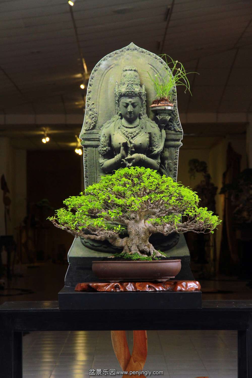 HR_195Bonsai.JPG