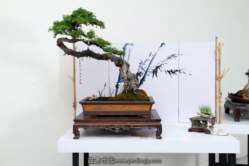 HR_198Bonsai.JPG