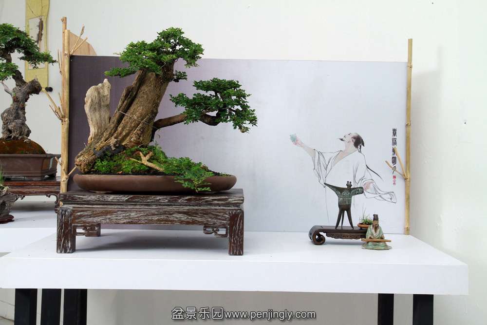 HR_199Bonsai.JPG