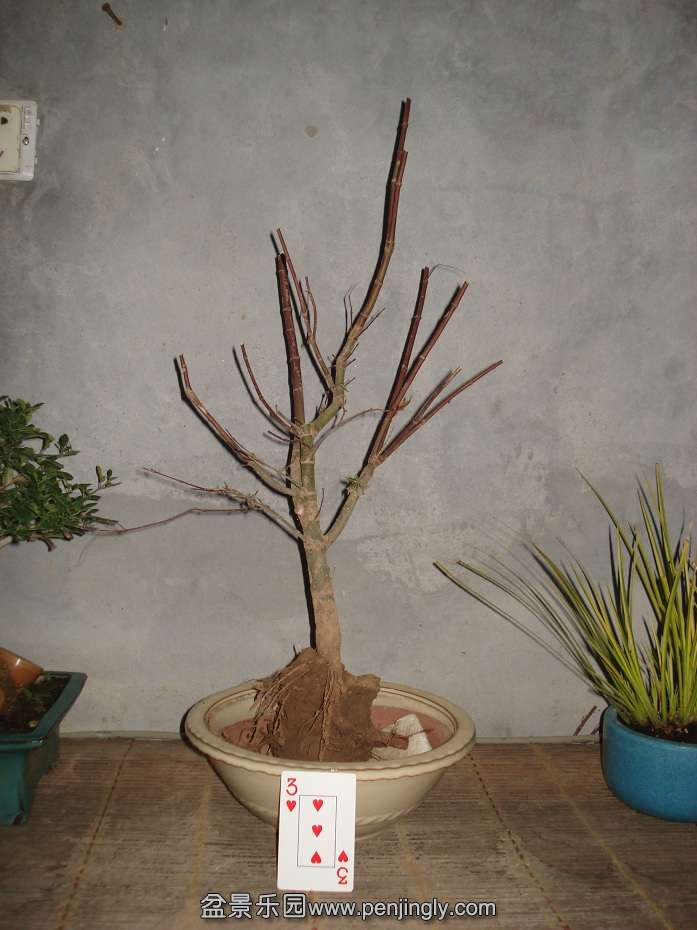 DSC00585.JPG