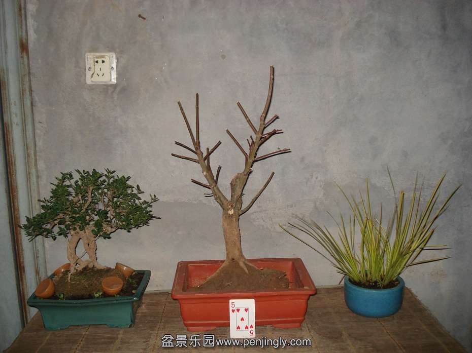 DSC00588.JPG