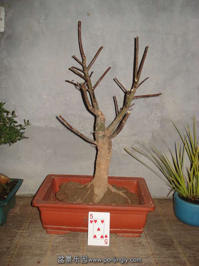 DSC00590.JPG