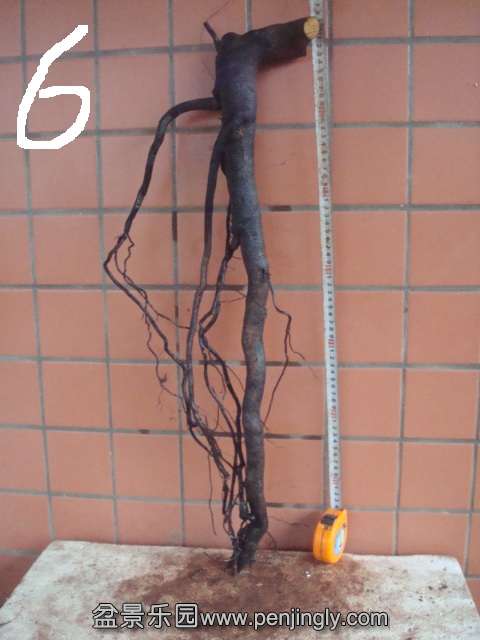 DSC07830.JPG