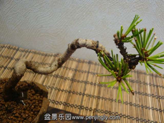 DSC09389.JPG
