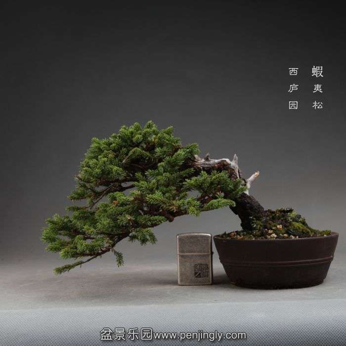 bonsai1411014.jpg
