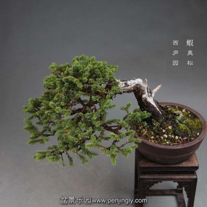 bonsai1411013.jpg