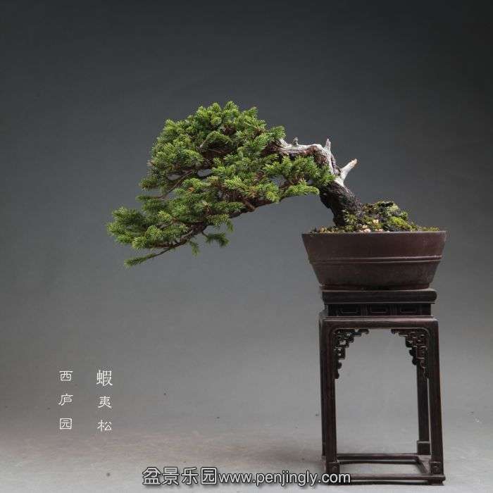 bonsai1411012.jpg