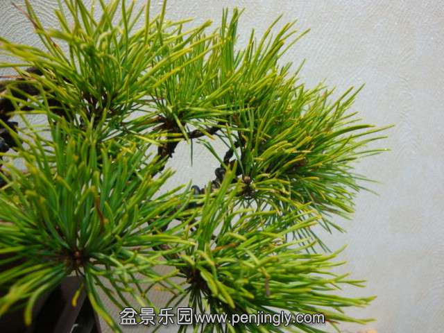 DSC09398.JPG