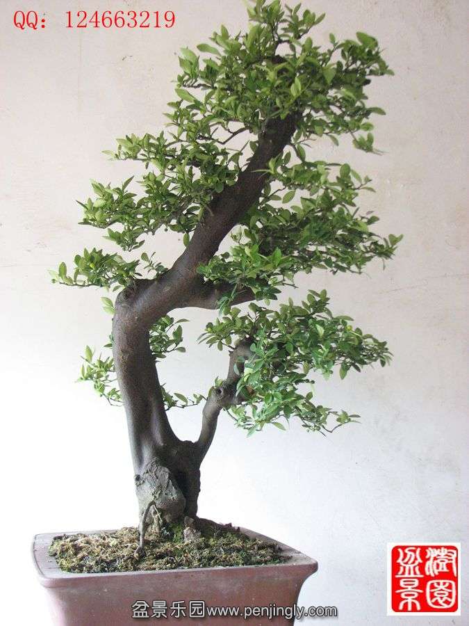 IMG_0304_.jpg