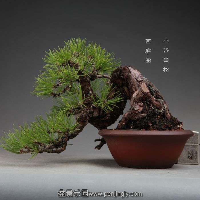 bonsai14110201.jpg