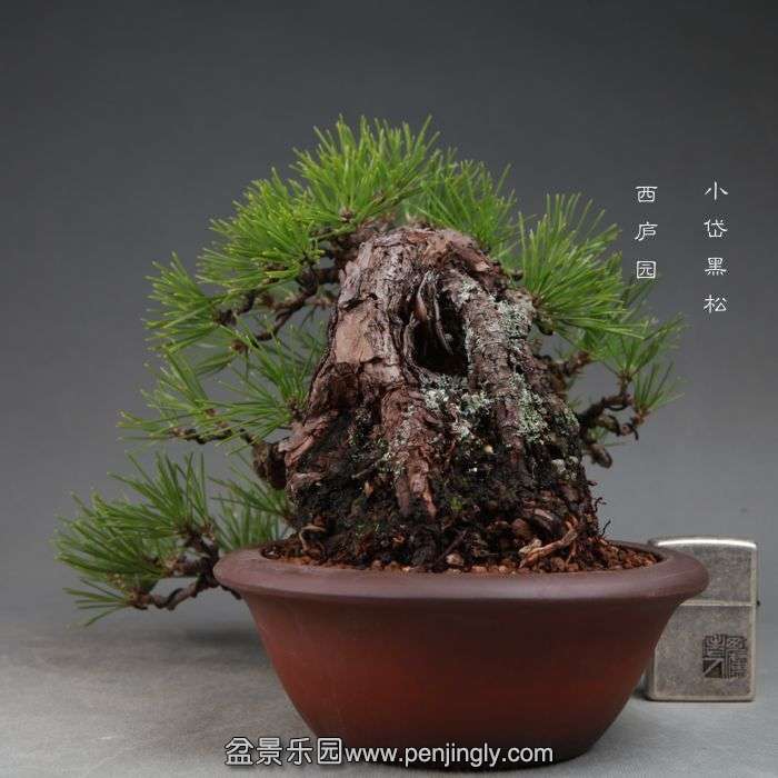 bonsai14110203.jpg