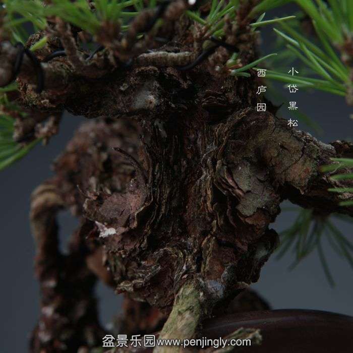 bonsai14110204.jpg