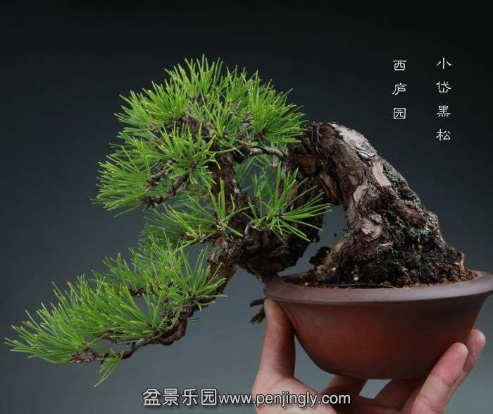 bonsai14110205.jpg