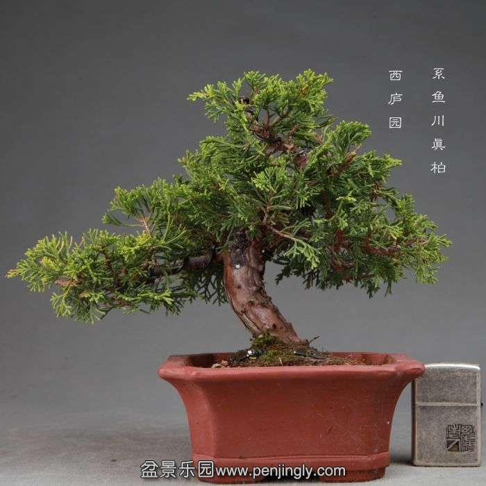 bonsai14110206.jpg