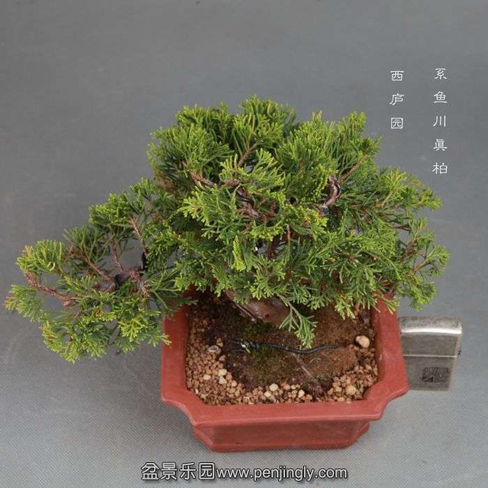 bonsai14110207.jpg