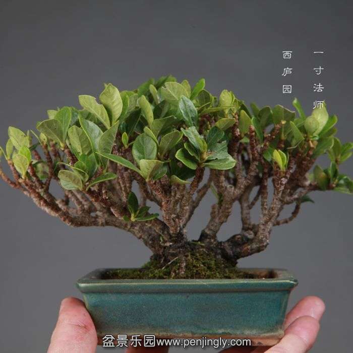 bonsai14110210.jpg