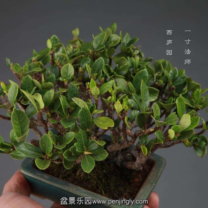 bonsai14110211.jpg