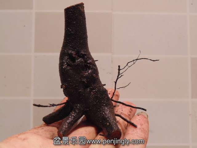 DSC05234.JPG