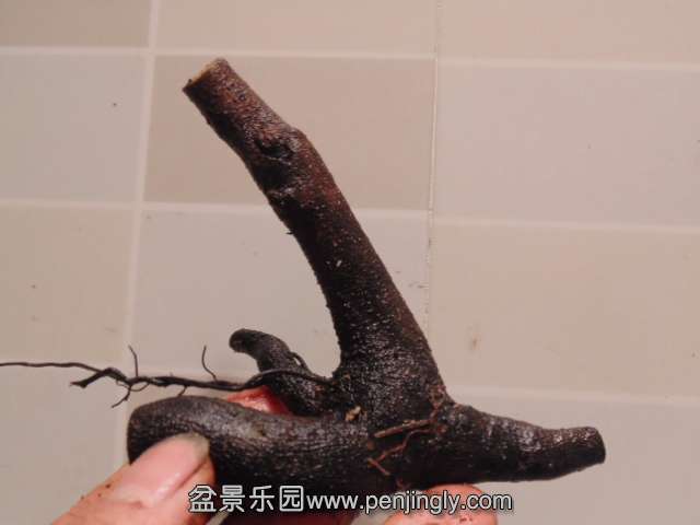 DSC05242.JPG