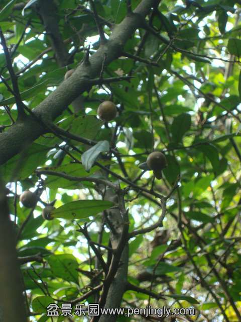 DSC07979.JPG