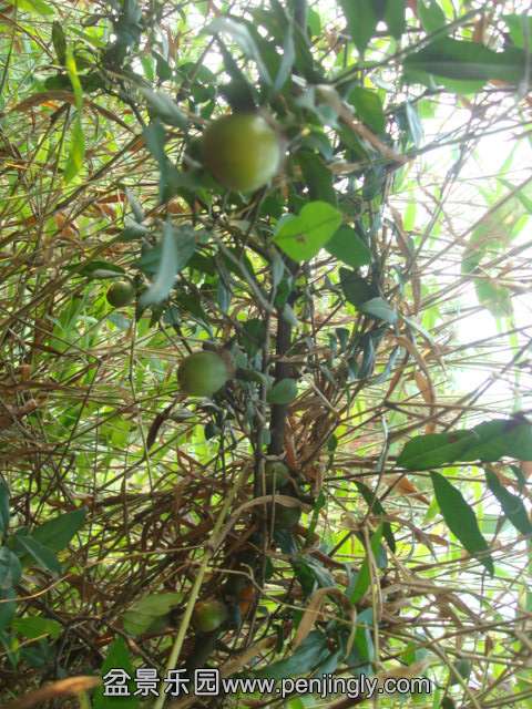 DSC08000.JPG