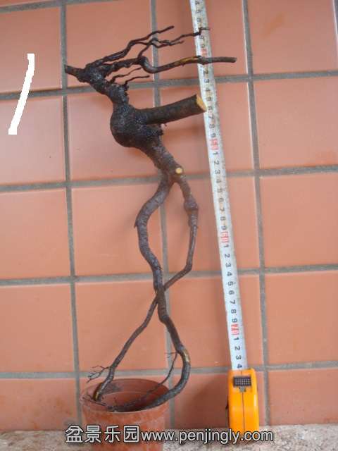 DSC08005.JPG