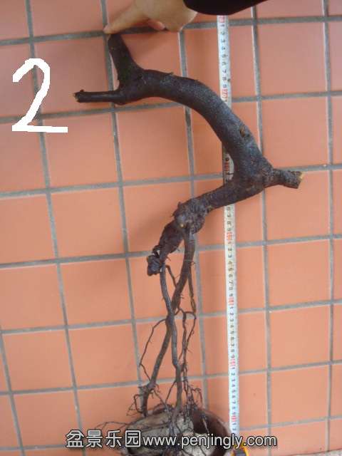 DSC08016.JPG