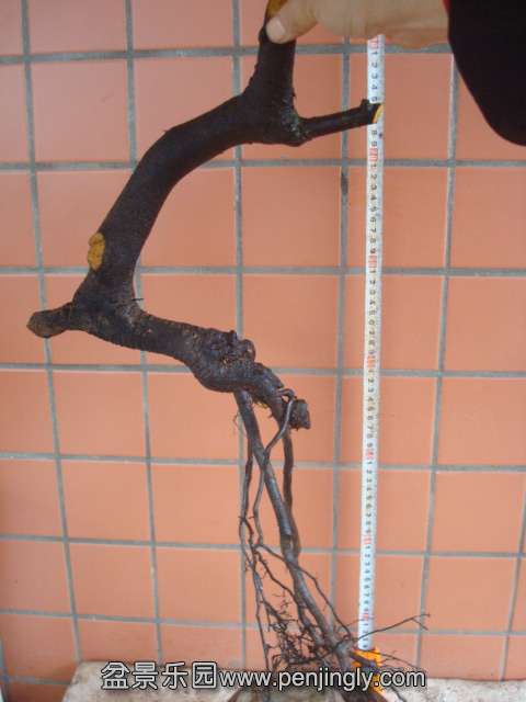DSC08018.JPG