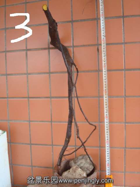 DSC08020.JPG