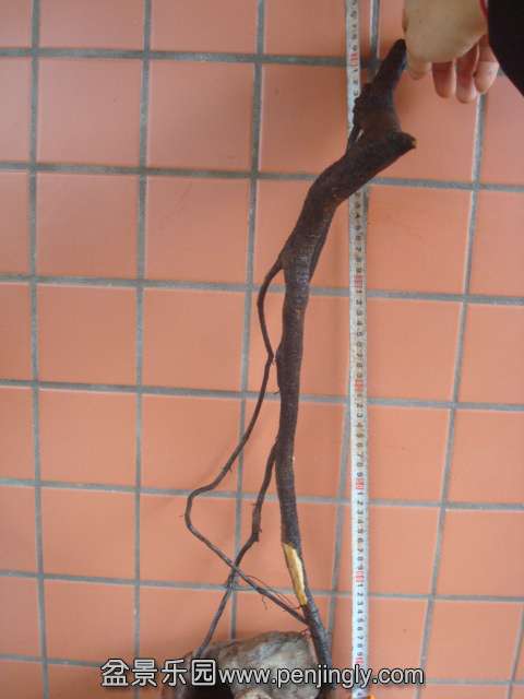 DSC08021.JPG