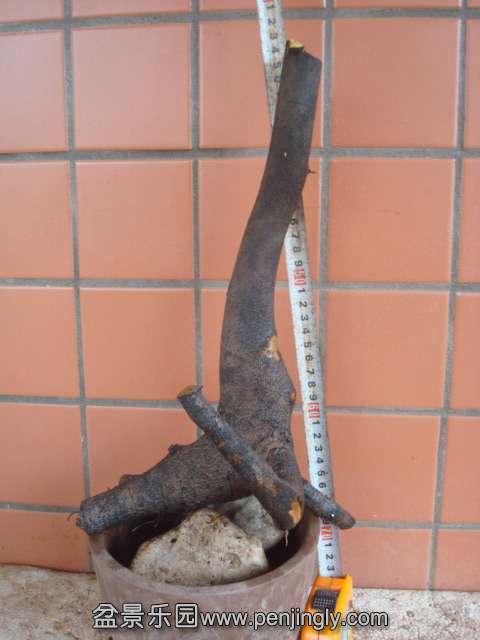 DSC08026.JPG