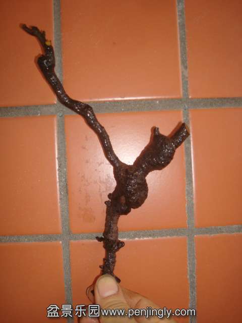 DSC08028.JPG