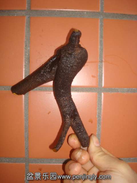 DSC08031.JPG
