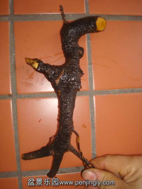 DSC08032.JPG