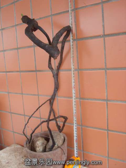 DSC08036.JPG