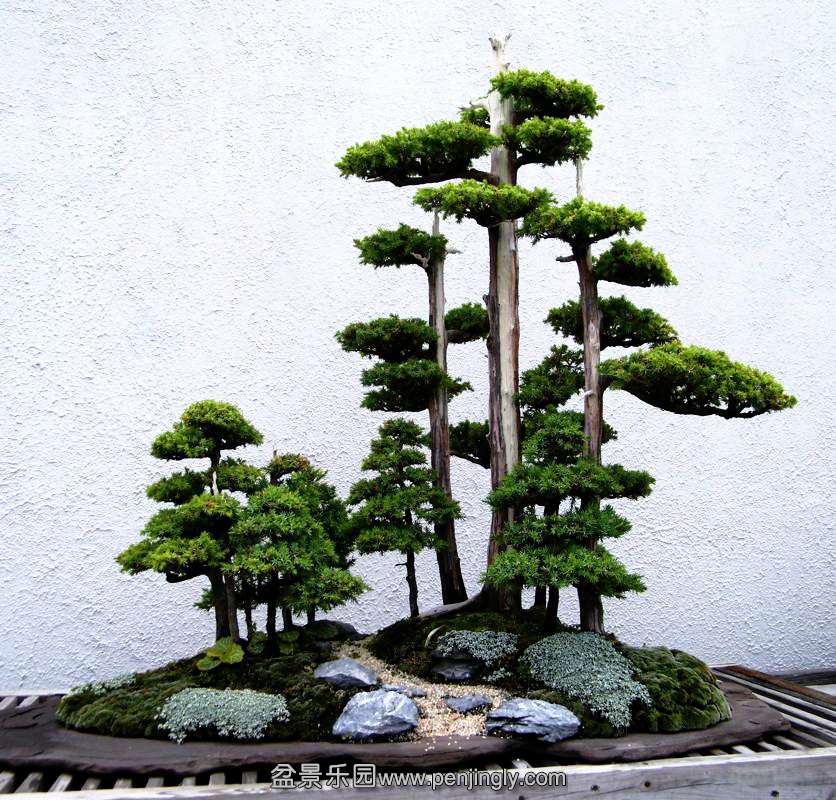 Foemina_Juniper_bonsai_267,_May,_29,_2011_jpg_cf.jpg