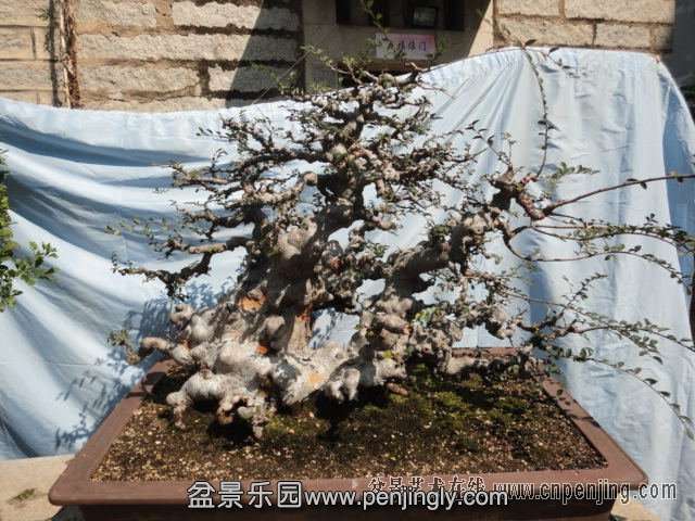 134107pot5o30jc850c2wx.jpg